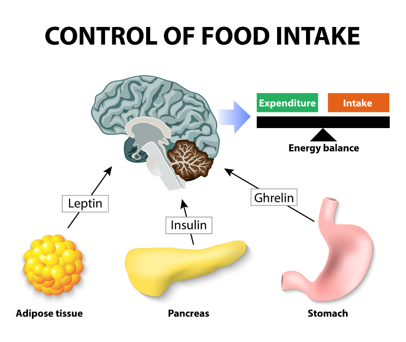 Control of food intake. Human hormones. Leptin, insulin and Ghrelin. Leptin and the regulation of energy balance