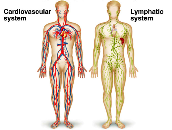 lymph-system