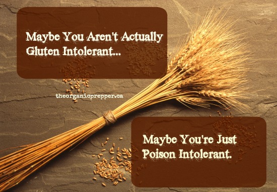 maybe-you-are-not-gluten-intolerant-maybe-you-are-poison-intolerant